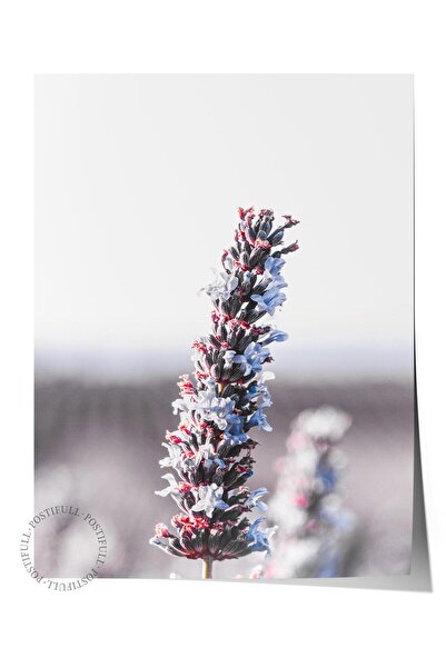 Postifull Poster rustic fără ramă, pictură nordică violet, NR:314 Fotografie ...