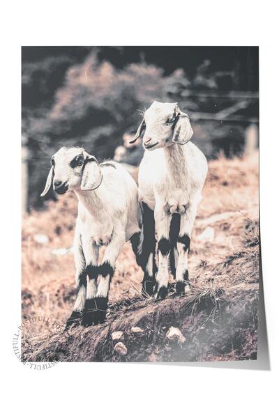 Postifull Poster rustic fără rame, pictură nordică albă, NR:352 Fotografie cu...