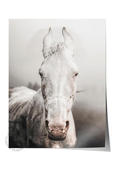 Postifull Rustic Çerçevesiz Poster, İskandinav Beyaz Tablo, NO:299 At Fotoğraf, Dikey