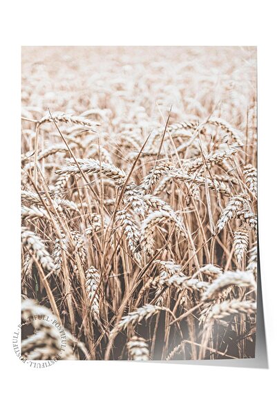Postifull Rustic Çerçevesiz Poster, İskandinav Kahverengi Tablo, NO:285 Buğda...