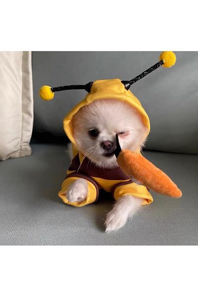 Choice 1PCS Dog Clothes For Autumn And Winter Schnauzer Teddy Small Puppy Cat Pet Hoodie Bee Transformat...