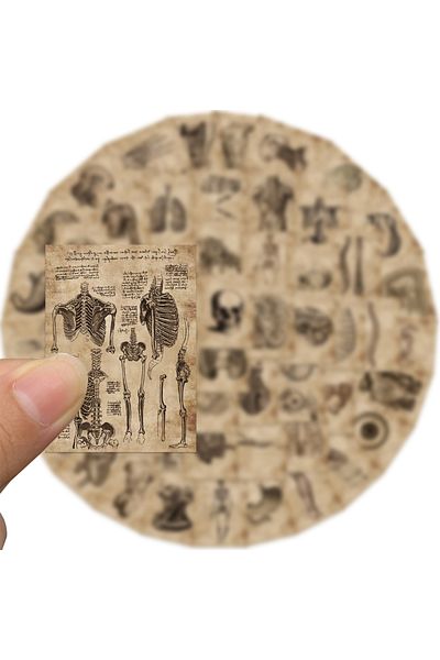 Choice 56pcs 56pcs Anatomy And Physiology The Body Structure Stickers Pvc Waterproof Toy Graffiti Skeleton
