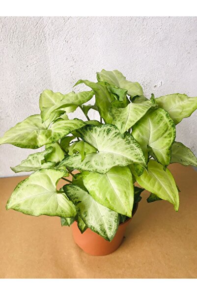 SUKULENTİSTANBUL Syngonium Podophyllum white Butterfly - Melek Kanadı Çiçeği ...