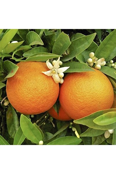 FidanBudur Dalından Tazecik Organik Antalya Kumluca Finike Portakalı, Portakal 1kg