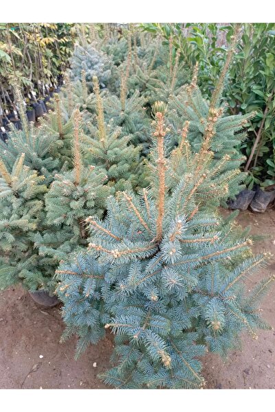 AYDOĞDU Saksıda Mavi Ladin Çam Ağacı 1.5 metre