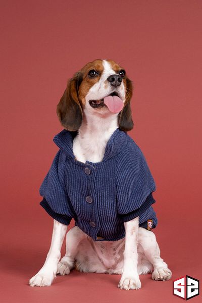 salya store Dog Apparel - Indigo Aerobin Velvet Dog Coat