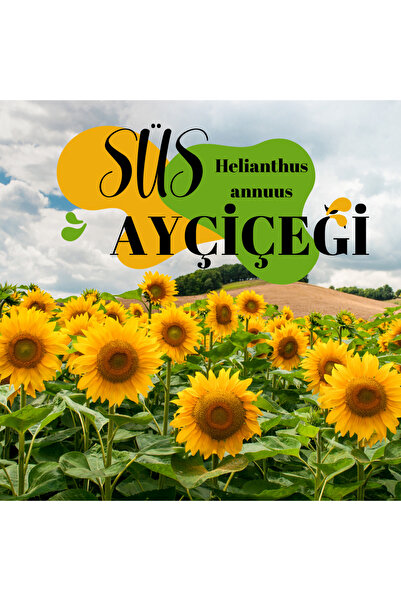 ASA PEYZAJ Bebek Günebakan Küçük Günebakan, Minik Günebakan