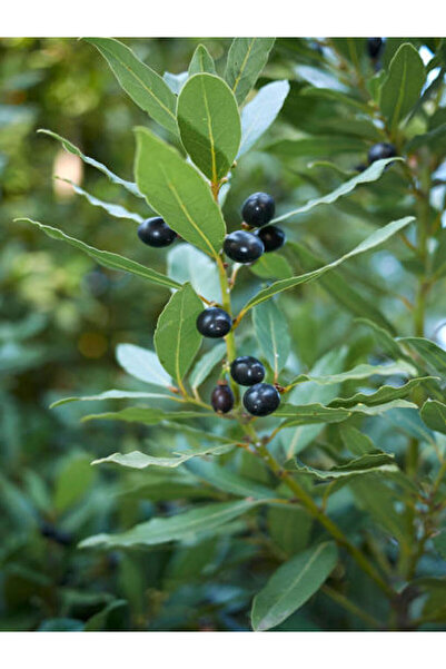 Video Bay Sapling Shrub 1 Potted/ Tube 60-120 Cm Outdoor Plant (LAURUS NOBİLİS)