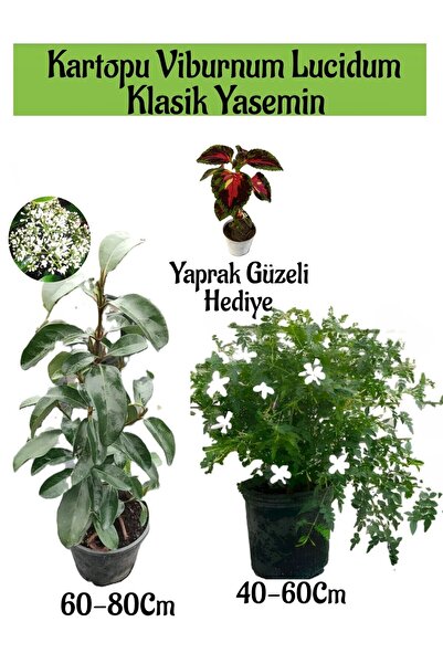 Nura Botanik Kampanyalı Kartopu Viburnum 1 Adet Klasik Izmir Yasemini 1 Adet ...