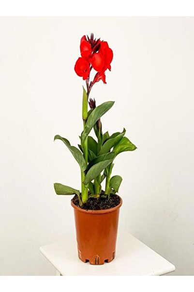 Gardenbox Kana Tespih Çiçeği Kırmızı(30 50 Cm)1 Adet Saksılı Dış Mekan Bitkisi