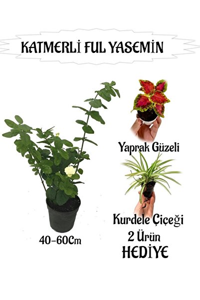 Nura Botanik Mis Kokulu Katmerli Ful Yasemin 1 ADET+Yaprak Güzeli-Kurdele Çiç...