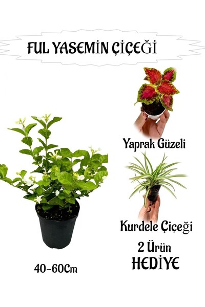 Nura Botanik Mis Kokulu Ful Yasemin 1 ADET+Yaprak Güzeli-Kurdele Çiçeği HEDİYELİ