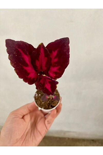 Nura Botanik Kırmızı Bordo Renk Yaprak Güzeli Çiçeği 1 ADET Saksılı(10-15cm) ...