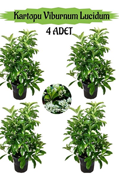 Gardenbox Kartopu Viburnum Lucidum 4 ADET 80-100 cm Saksılı Dış Mekan Bahçe P...