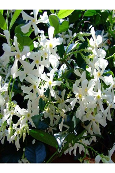 Flora Vadi Dayanıklı Kokulu 1 Adet Beyaz Arap Yasemini Çiçeği Fidanı 50-100cm...