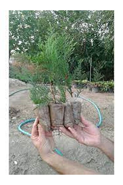 serada decor & plant Dolgun Hoş Kokulu 20 Adet Leylandi Fidanı 15-25cm Tüplü ...
