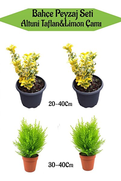 Gardenbox Bahçe Seti 2 Adet Altuni Taflan+ 2 Adet Limoni Servi Fidanı