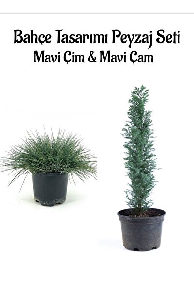 Gardenbox Mavi Çim 1 ADET Saksılı (10-20cm)+Mavi Çam Ağacı(30-60cm) Bahçe seti