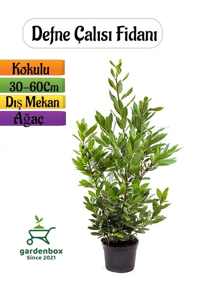Nura Botanik Kokulu Defne Fidanı 1 ADET Saksılı Dış Mekan Ağaç