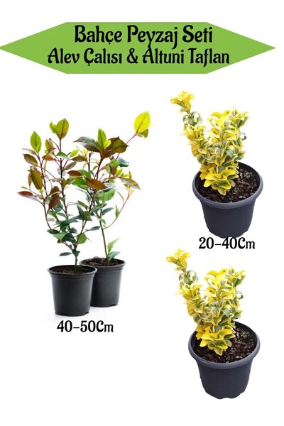 Gardenbox Bahçe Peyzaj Seti 2 Adet Alev Çalısı+2 Adet Altuni Taflan Fidanı