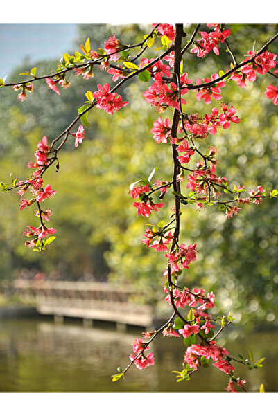 Video Yoruk Bride Spring Branch (30 70 CM)1 Scuba Outdoor Tree Japanese Quince