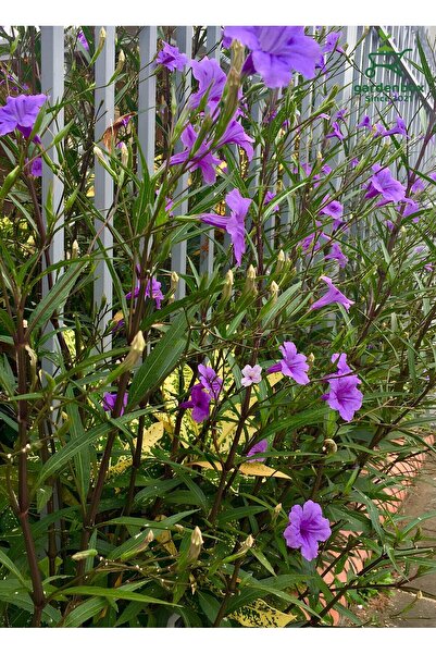 Nura Botanik Purple Ruellia Flower-Meksika Petunyası Saksılı 1 ADET 30-50Cm