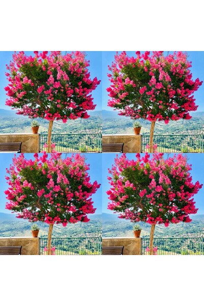 Nura Botanik Videolu Mis Kokulu 4 Adet Oya Ağacı Fidanı Tüplü\saksılı 30-60cm...
