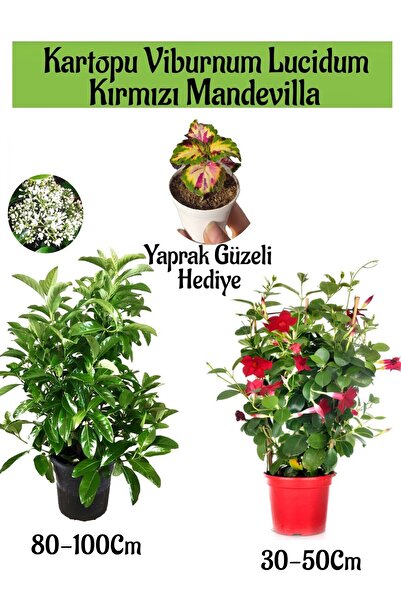 Nura Botanik Kampanyalı Kartopu Viburnum 1 Adet Kırmızı Mandevilla 1 Adet Yap...