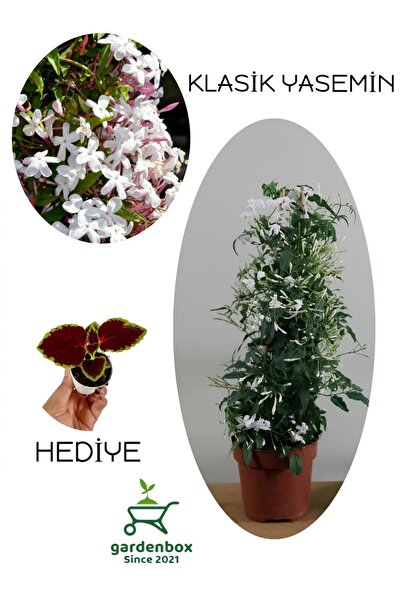 Gardenbox Mis Kokulu Ada Yasemini Çiçeği 1 Adet Saksılı/Tüplü (30-60Cm)+Yapra...