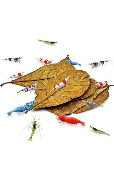 canlipetshop Catappa Yaprağı Su Düzenleyici Karides Ve Salyangoz Yemi 3 Adet