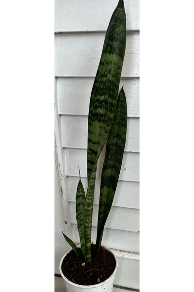 ATABEY ÇİÇEK Sansevieria Paşa Kılıcı Yeşil Yapraklı