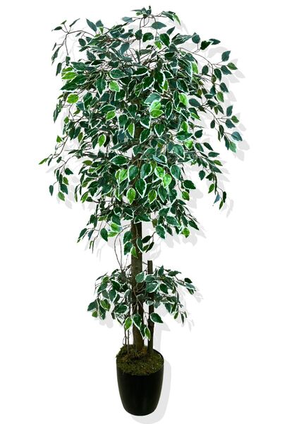 Cihan Çiçekçilik Benjamin Beyaz-Yeşil Starlight 170 Cm Yapay Ağaç