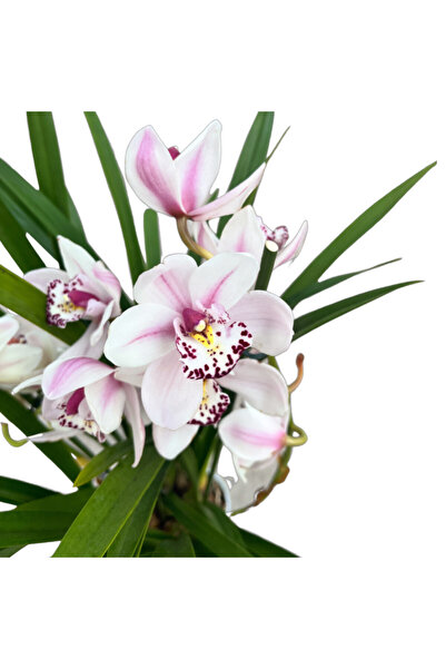 Betonish Cymbidium 'White' (Simbidyum Orkide)