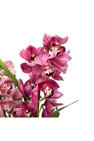 Betonish Cymbidium 'Pink' (Simbidyum Orkide)