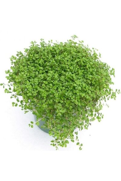 The Best Online Thebestonline Arapsaçı Bitkisi