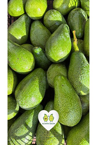 Alanya Özlem 1 KG Avokado Taze Hasat Yerli Alanya Ürünü