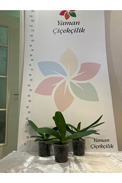 YAMAN Orkide Fidesi 3 Adet