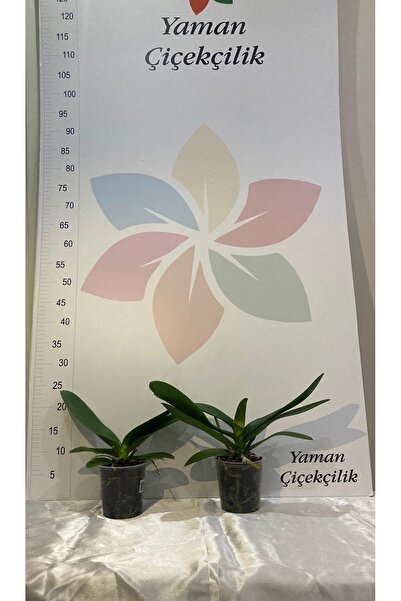 YAMAN Orkide Fidesi 2 Adet