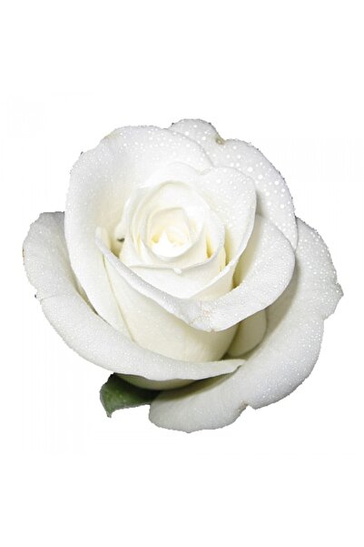 Ghost White Grafted Rose Sapling 10-20cm