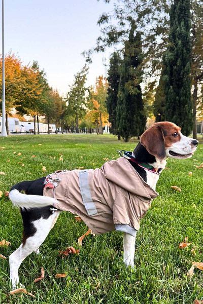 salya store Beige Dog Raincoat, Reflective Waterproof Raincoat, Dog Apparel Dog Raincoat