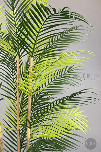 BİÇİÇEK 125cm Areka Ağacı 24 yapraklı Nergiz Saksıda