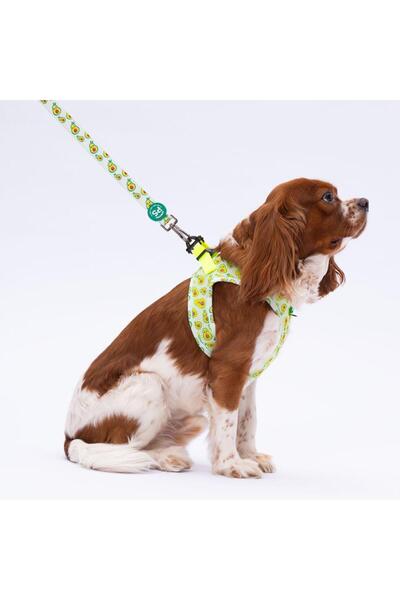 Pawstar Avocado Leash & Air-Mesh Kedi Köpek Tasma ve Gezdirme Kayışı Seti Tasma Seti
