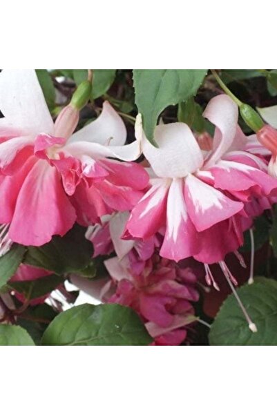 E-fidancim XXL Çiçekli Katmerli Marbeller Double White Pink Küpe Çiçeği Fides...