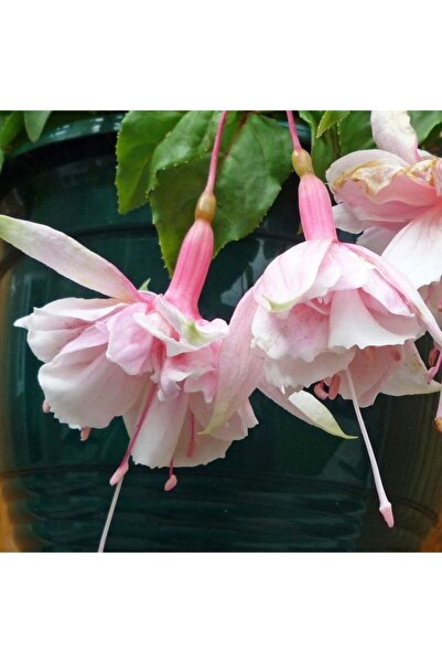 E-fidancim XXL Çiçekli Katmerli Pink Marshmallow Küpe Çiçeği Fidesi (1 adet