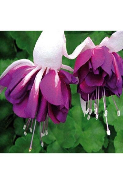 E-fidancim XXL Çiçekli Katmerli Marbeller Double White Purple Küpe Çiçeği Fid...