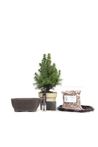 SEIKA Çam ak Ladin Bonsai Başlangıç Kiti  No 1