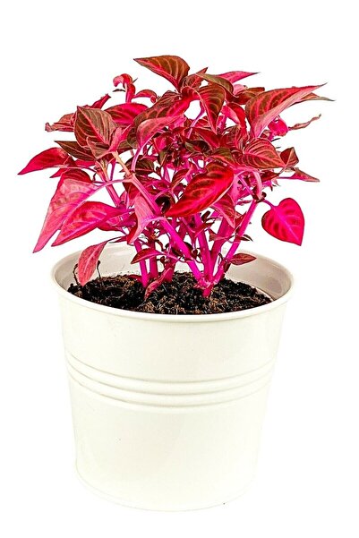 Bitkim Sende Iresine Herbstii - Çingene Şalvarı Bitkisi Büyük Saksılı 40-50 Cm