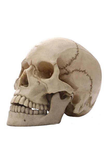 SUME 1:1 Insan Kafası Kafatası Heykeli Dekor Tıbbi Öğretim Kroki Modeli Heyke...