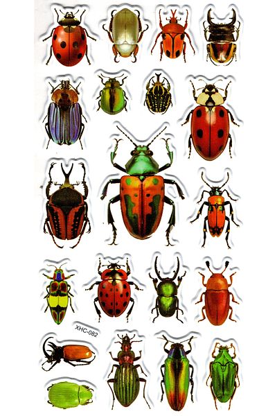Limmy Forest Bugs - Αυτοκόλλητο με ανάγλυφο αυτοκόλλητο, 18x9 cm (XHC082)