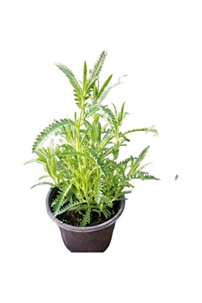 Mimoza Grosso Lavanta Fidanı 10-20 Cm Küçük Boy 3 Adet